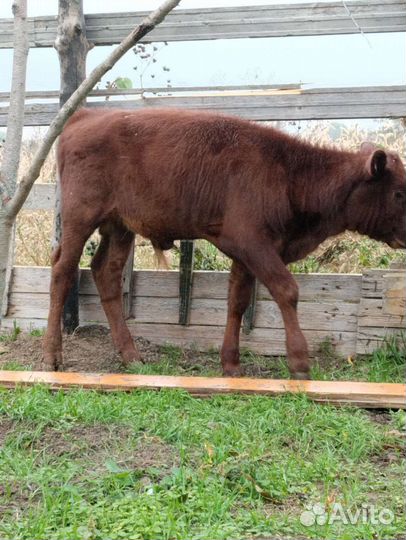 Телята бычки