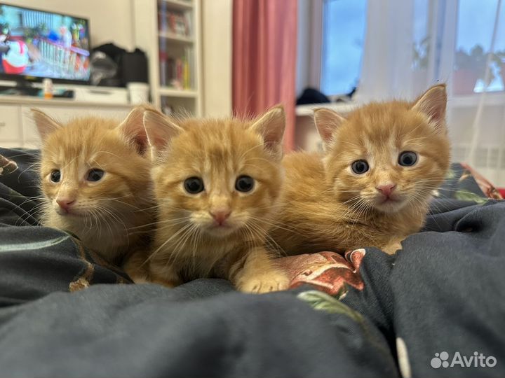 Котята 1,5 месяца