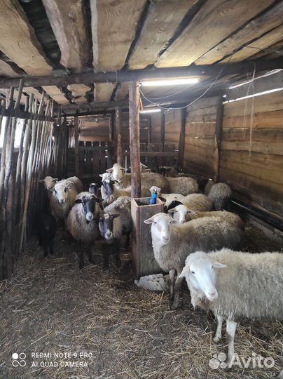 Овцы бараны ягнята