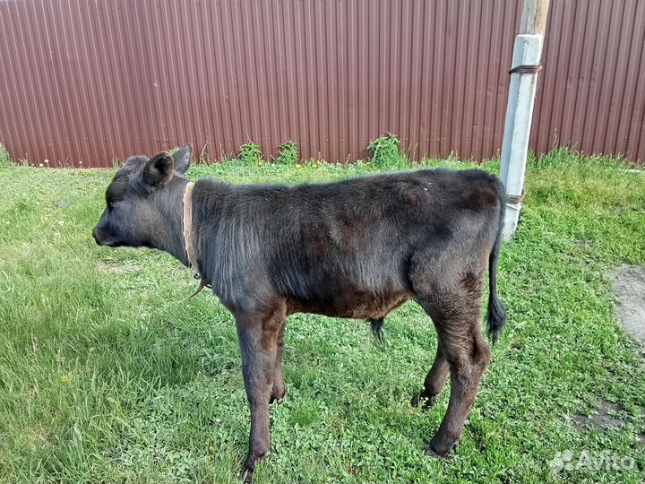 Бычки и быки