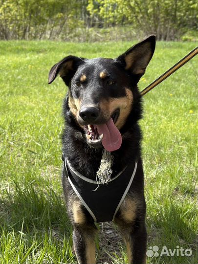 Обаятельный пес