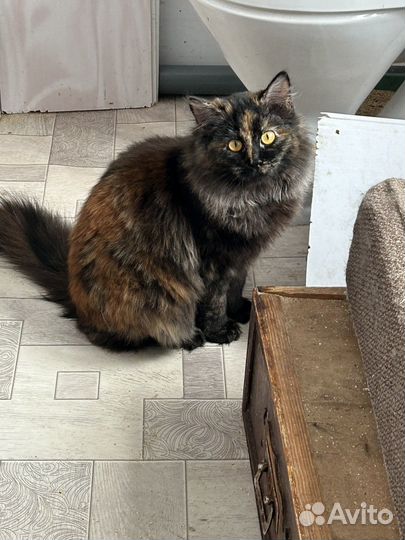 Разные породы