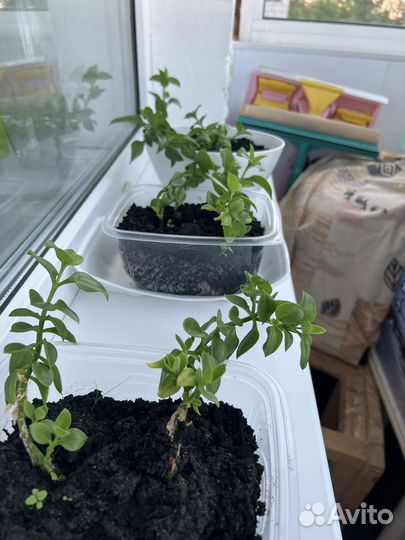 Аптения сердцелистная