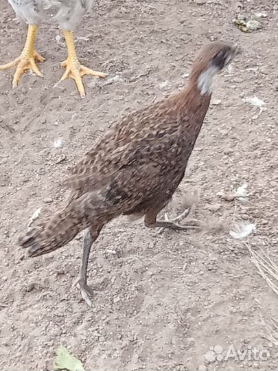 Фазаны молодые