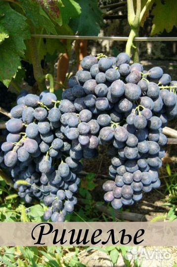 Саженцы винограда