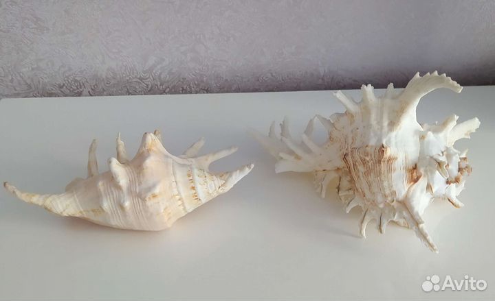 Морские раковины