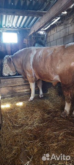 Быки на племя