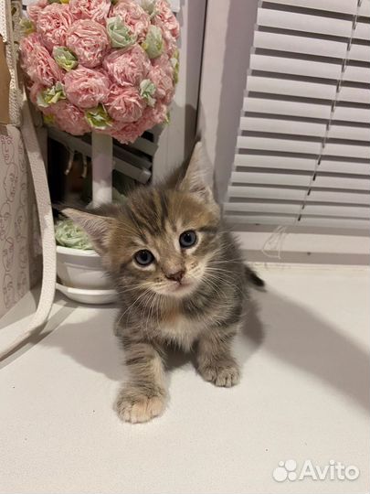 Котята
