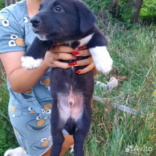 Собака в добрые руки отдам бесплатно, Олеся