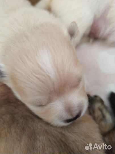 Щенки шпица