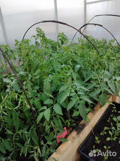 Рассада помидор