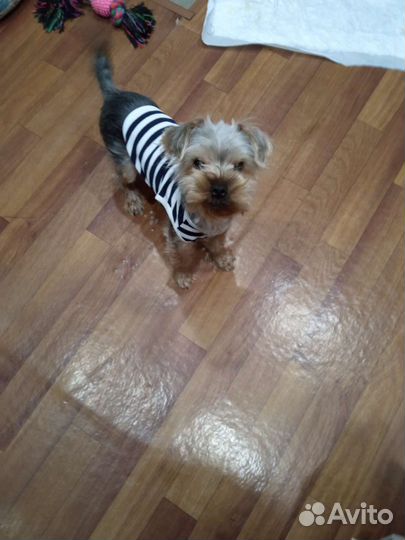 Йоркширский терьер