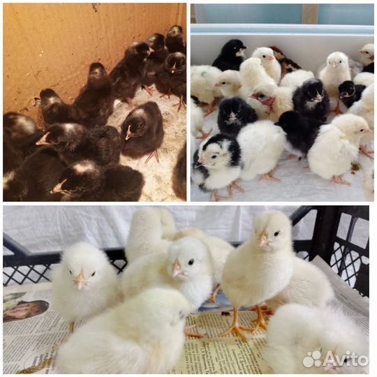 Цыплята бройлеры, доминанты и от домашних кур