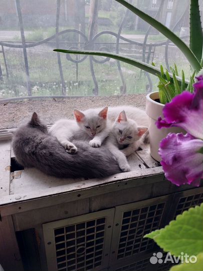 Котики беленькие