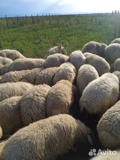 Овцы бараны