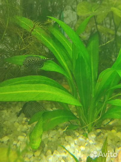 Аквариумные рыбки и растения