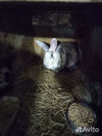 Калифорнийские кролики