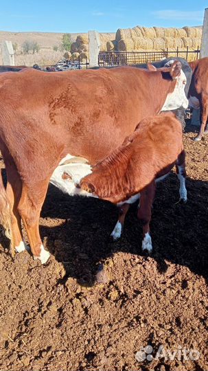 Бычки и телята