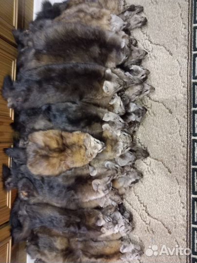 Шкуры соболя