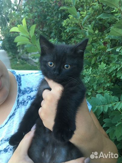 Котенок сажик ишет дом