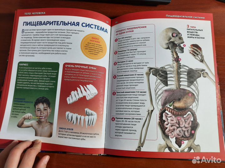 Книга тело человека