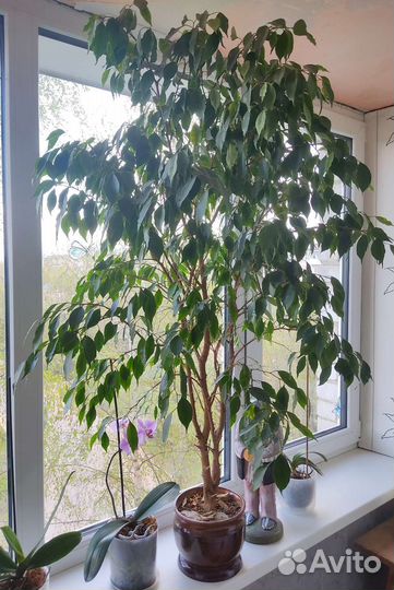 Фикус бенджамина