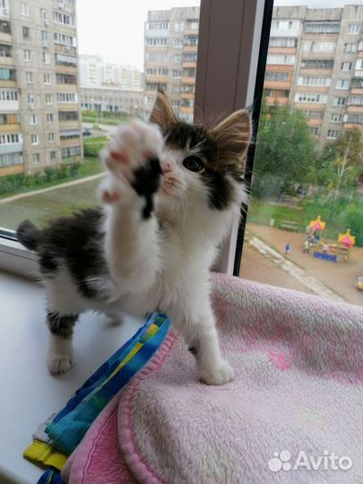 Котята мейн-кун