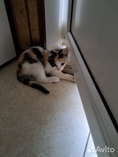 Котята 3 мес