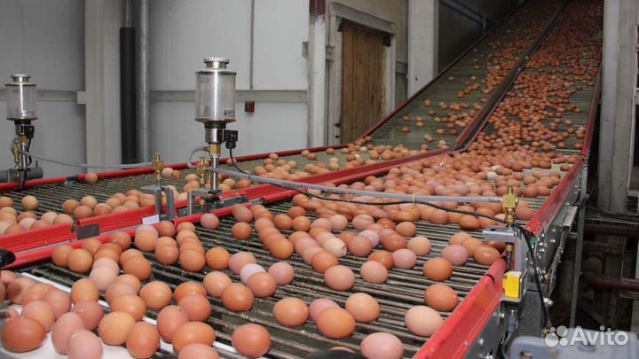 Работа на птицефабрике с проживанием без опыта