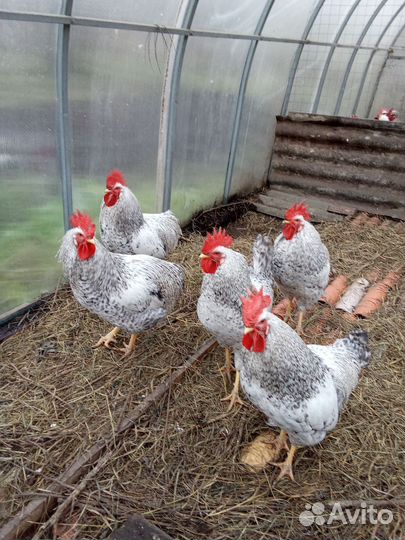 Петухи Борковкая Барвистая