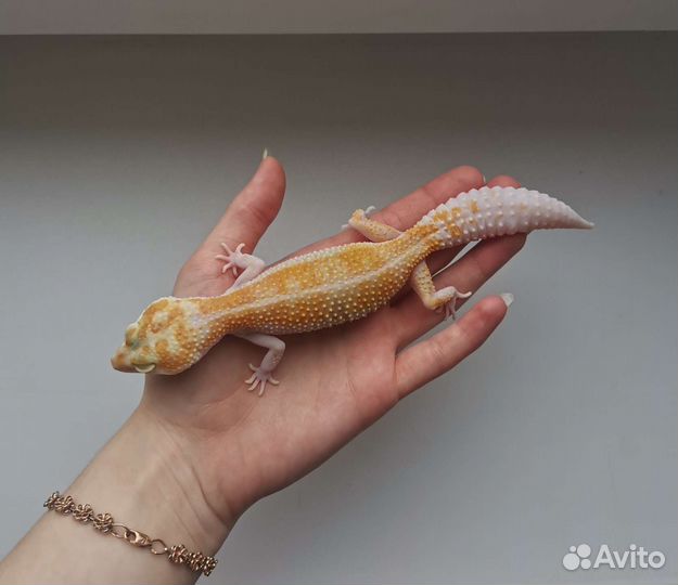 Эублефар самка