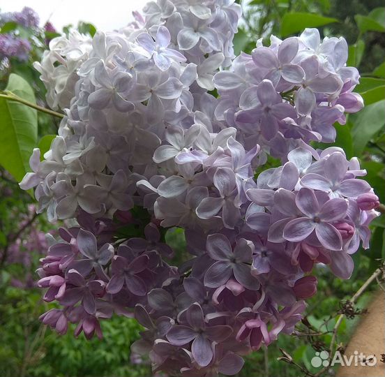 Лучшие сорта сирени