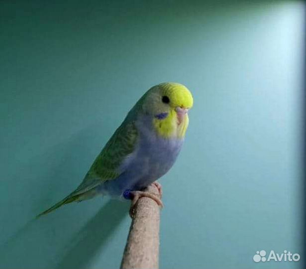 Хагоромо и радужные полукровки