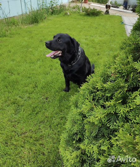 Вязка лабрадор