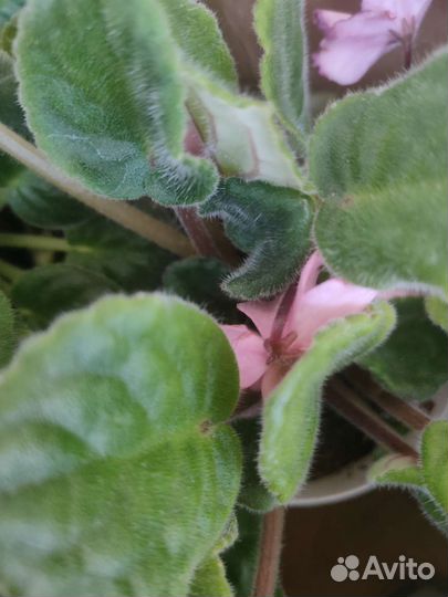 Сортовые фиалки в фазе цветения и набирающие цвет