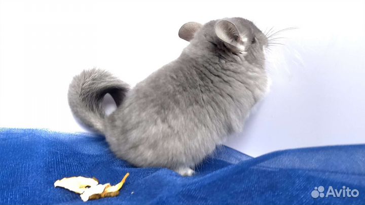 Фиолетовая ангора самец шиншилла