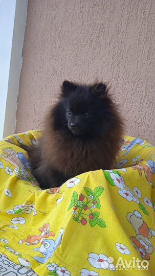 Немецкий шпиц мальчик кобель