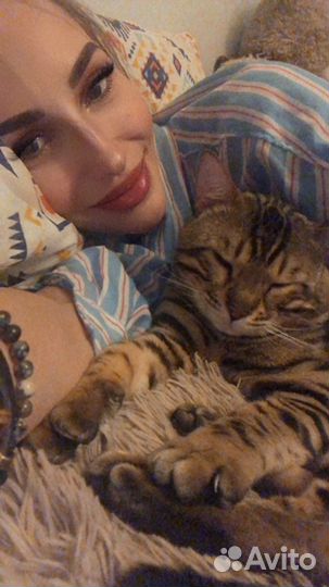 Передержка собак и кошек