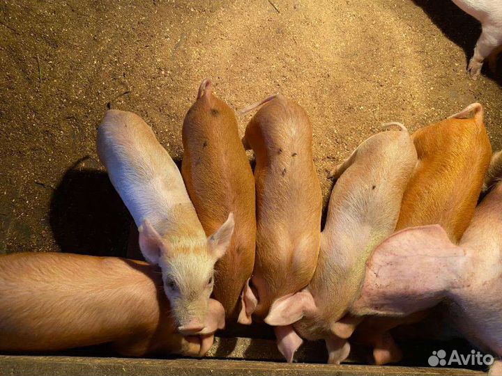 Поросята