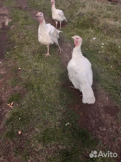 Индюки мясо