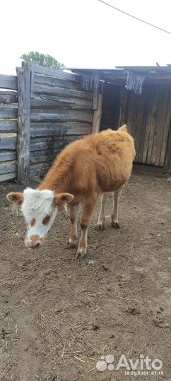 Телочки 7 месяцев и 6 месяцев