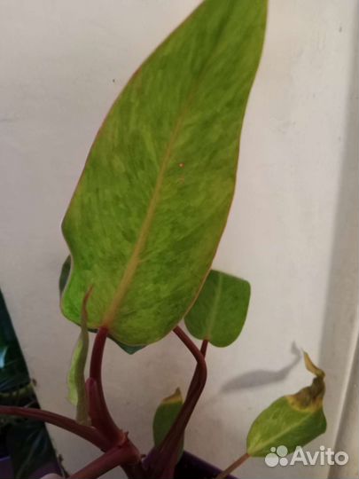 Филодендроны