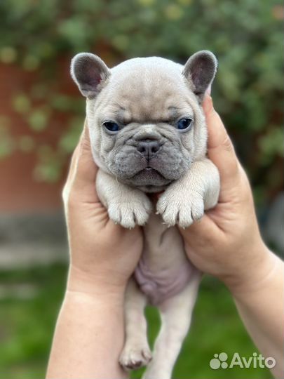 Французский бульдог