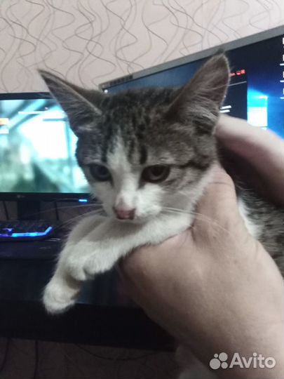 Отдам бесплатно