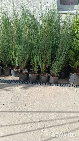 Туя смарагд