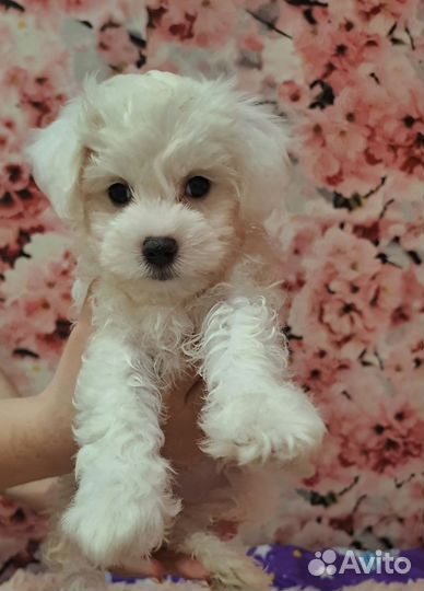 Собаки щенки