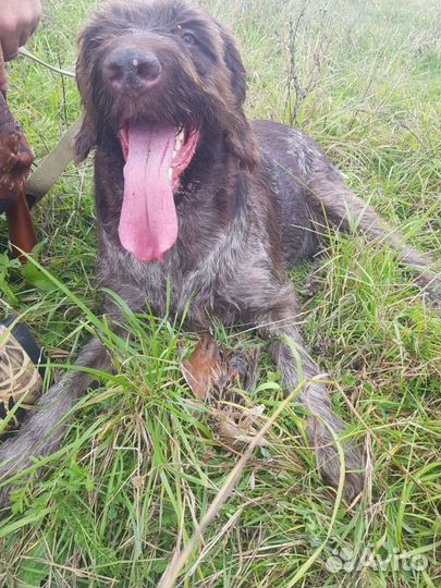 Дратхаар вязка