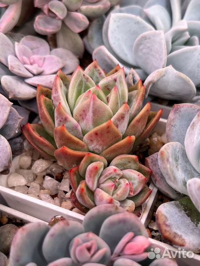 Суккуленты часть 3