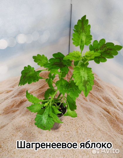 Колеус сортовой