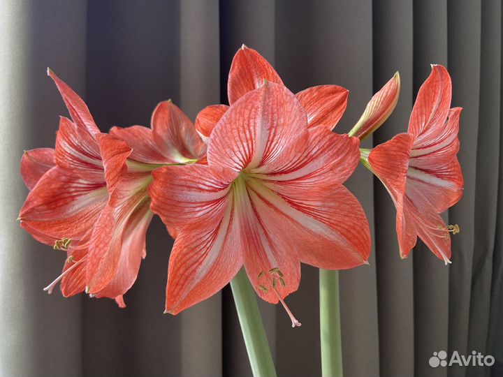 Гиппиаструм